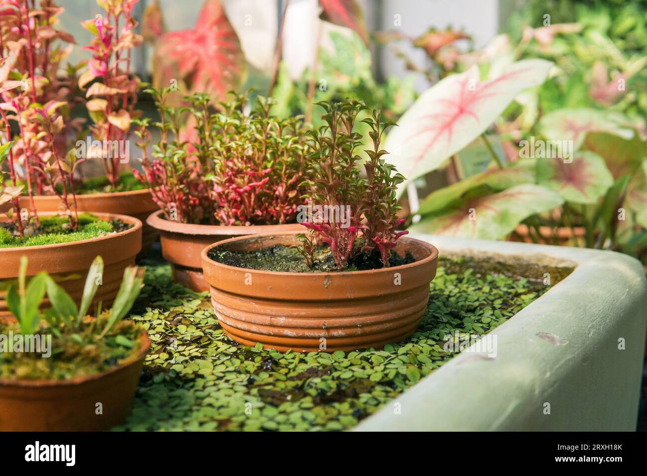 aquatic and moistureloving plants are grown in a greenhouse Stock