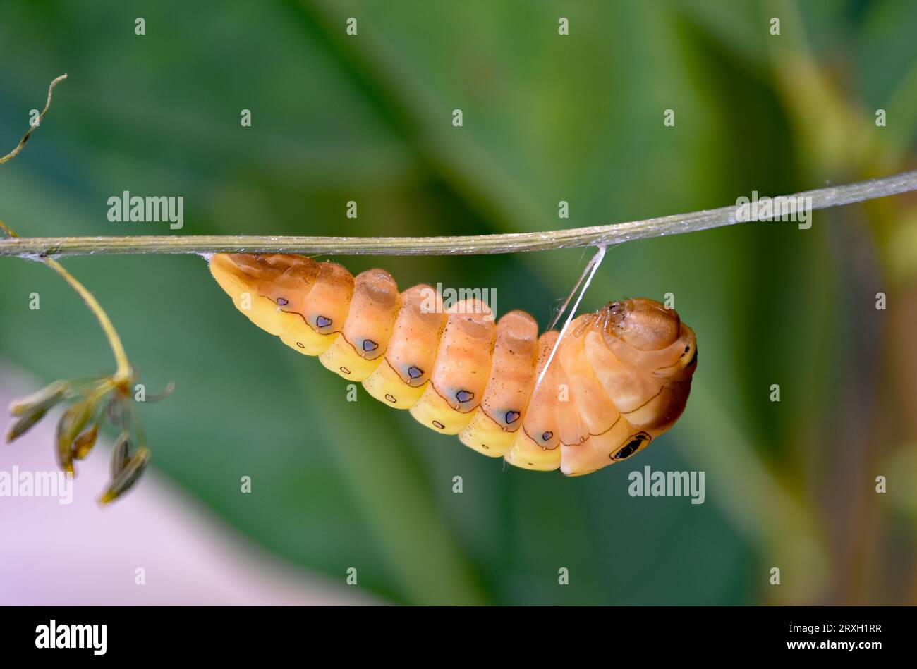 Spicebush Swallowtail Papilio troilus butterfly caterpillar