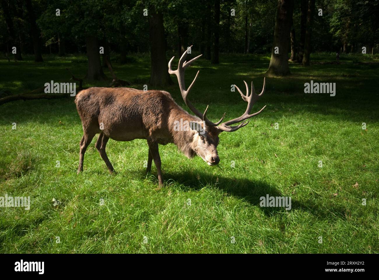 The roaming red and fallow deer at Tatton Park are always quite a sight. Stock Photo