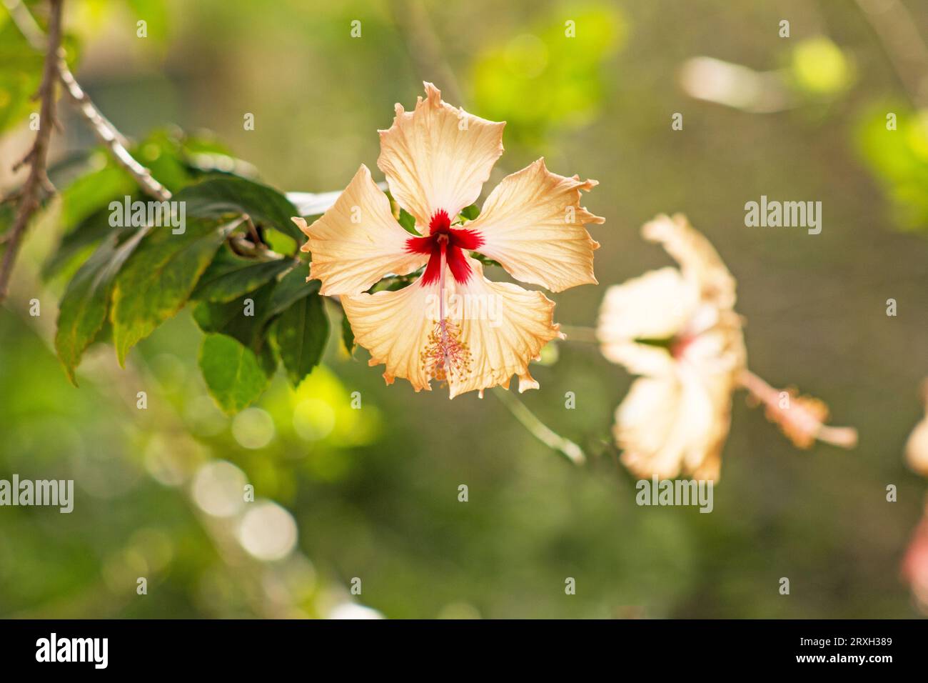 Hibiscus rosa sinensis plant hi-res stock photography and images - Alamy