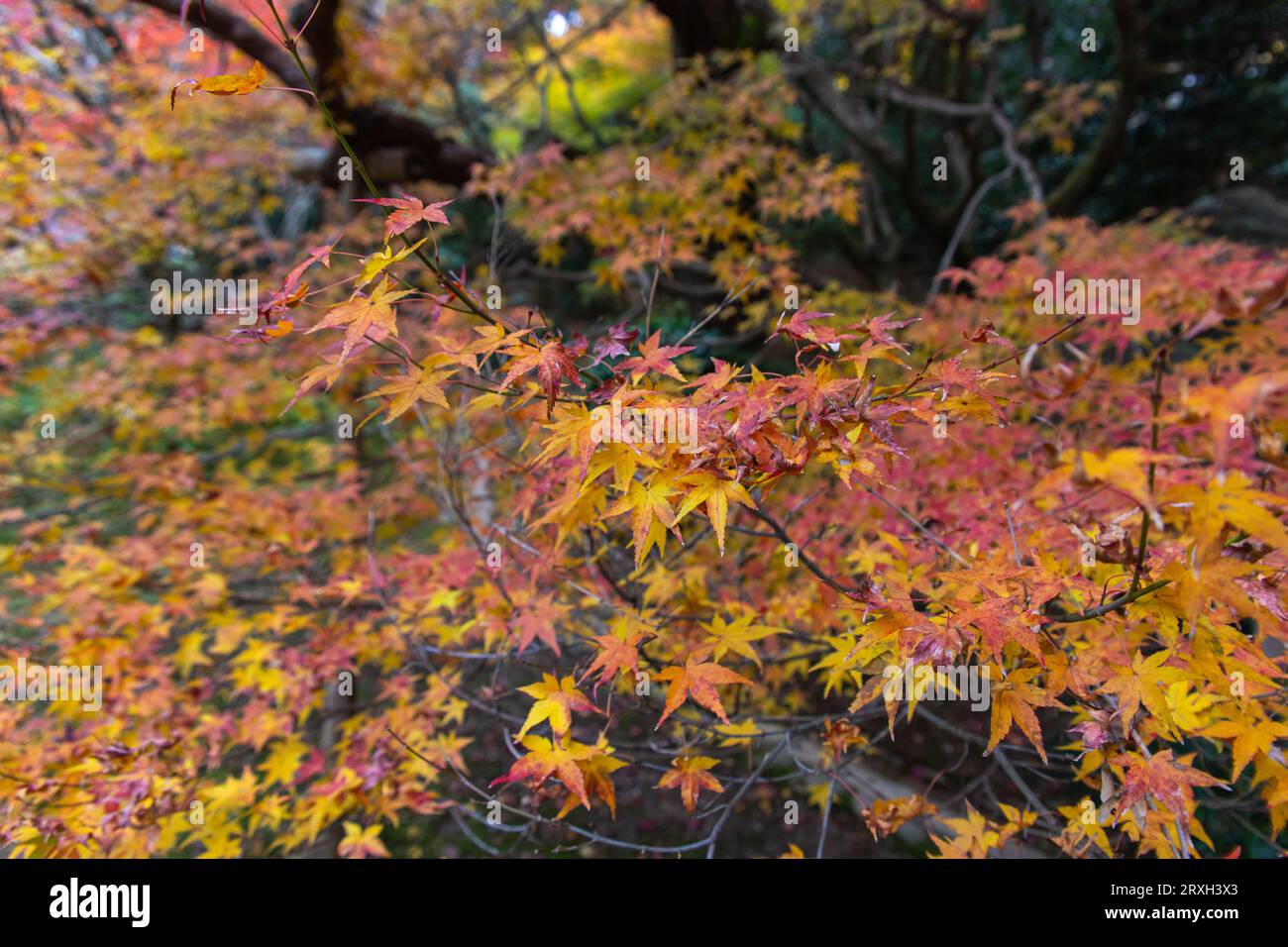 Autumn leaves in the countryside in autumn in Japan. Fall, seasonal, maple and beauty in nature. Red color autumn Wallpaper Image. Stock Photo