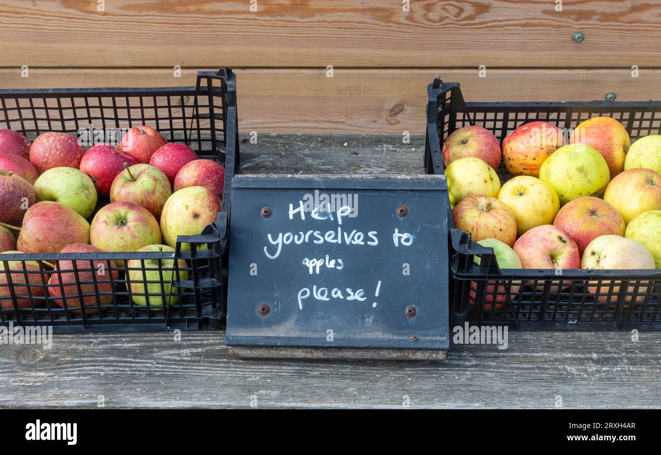 Crates of free apples to take in a community garden, UK, September Stock Photo