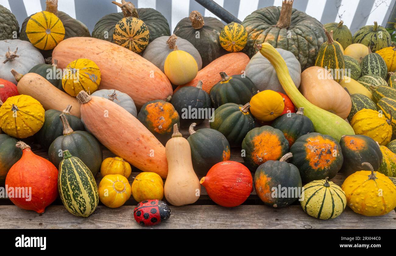 Selection of pumpkins and squashes, autumn fall halloween home grown produce vegetables. Assorted colourful colorful gourds. Stock Photo