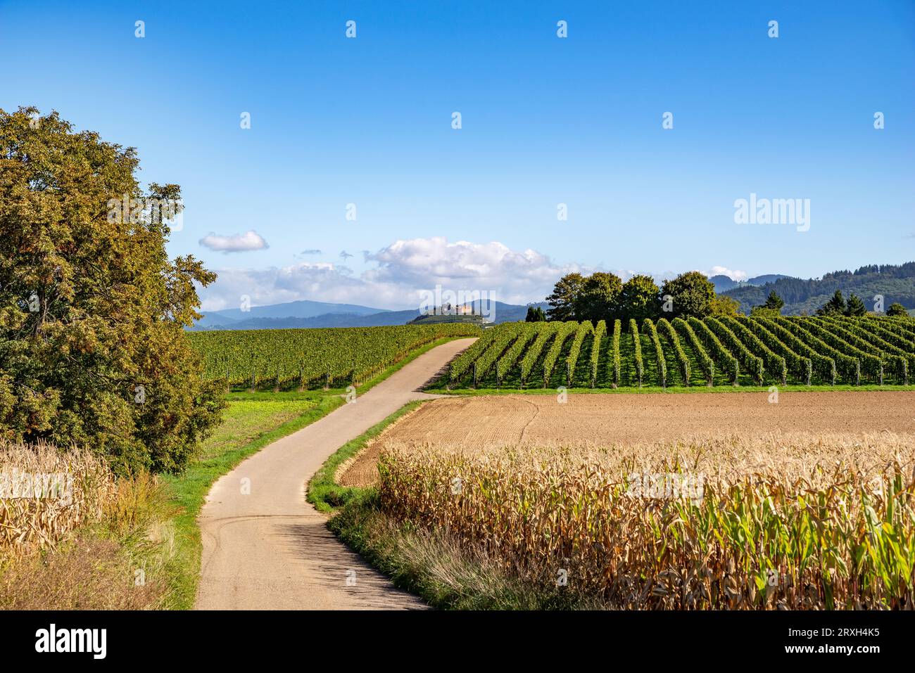 View over vineyards and corn fields to the mountains of the Black Forest Stock Photo