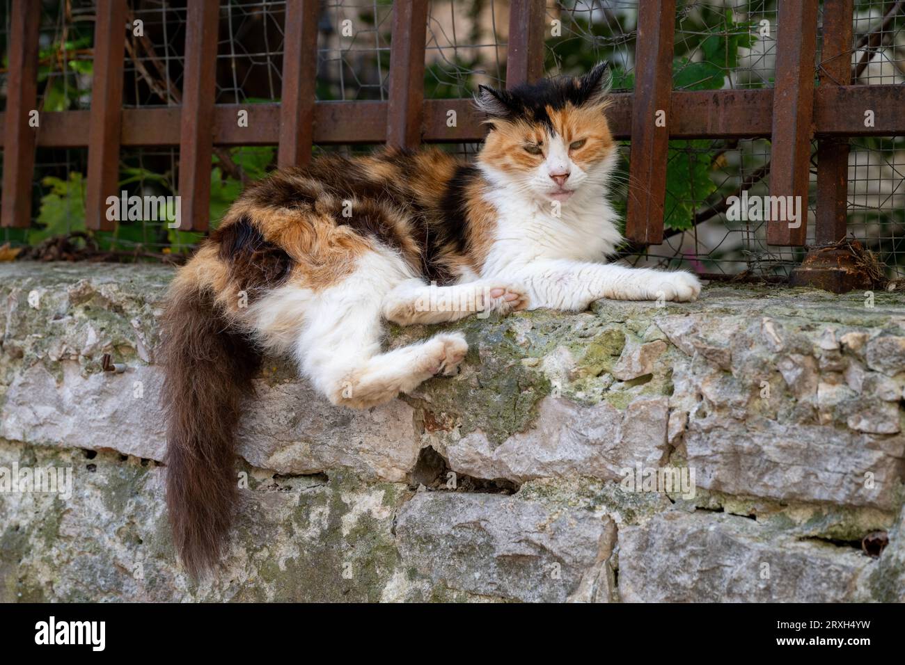 Street Cats Stock Photo