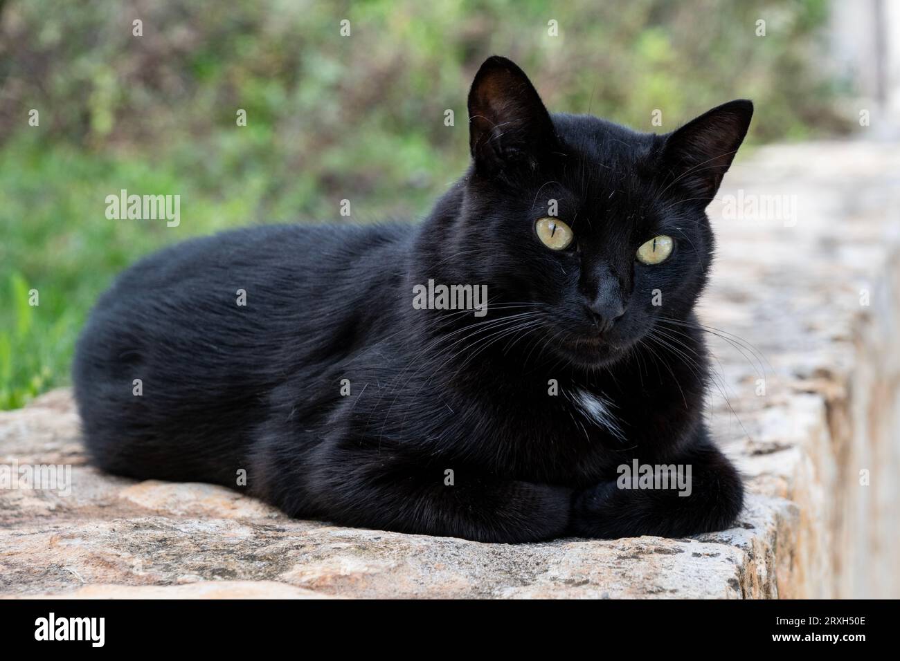 Black cats wall hi-res stock photography and images - Alamy