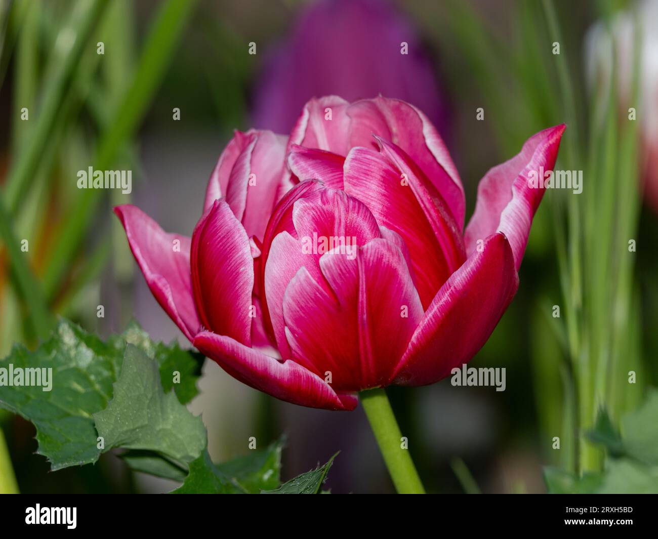 beautiful pink  flower on spring time Stock Photo