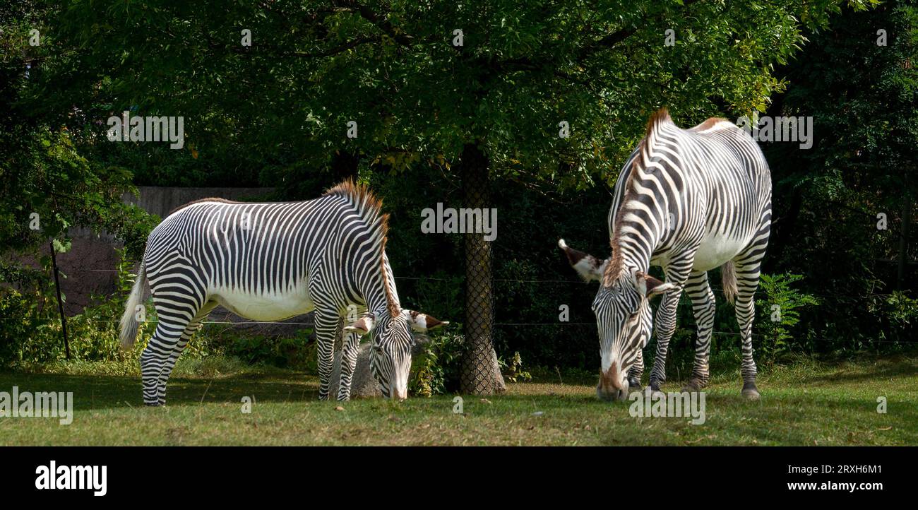 Toronto zoo zebra hi-res stock photography and images - Alamy