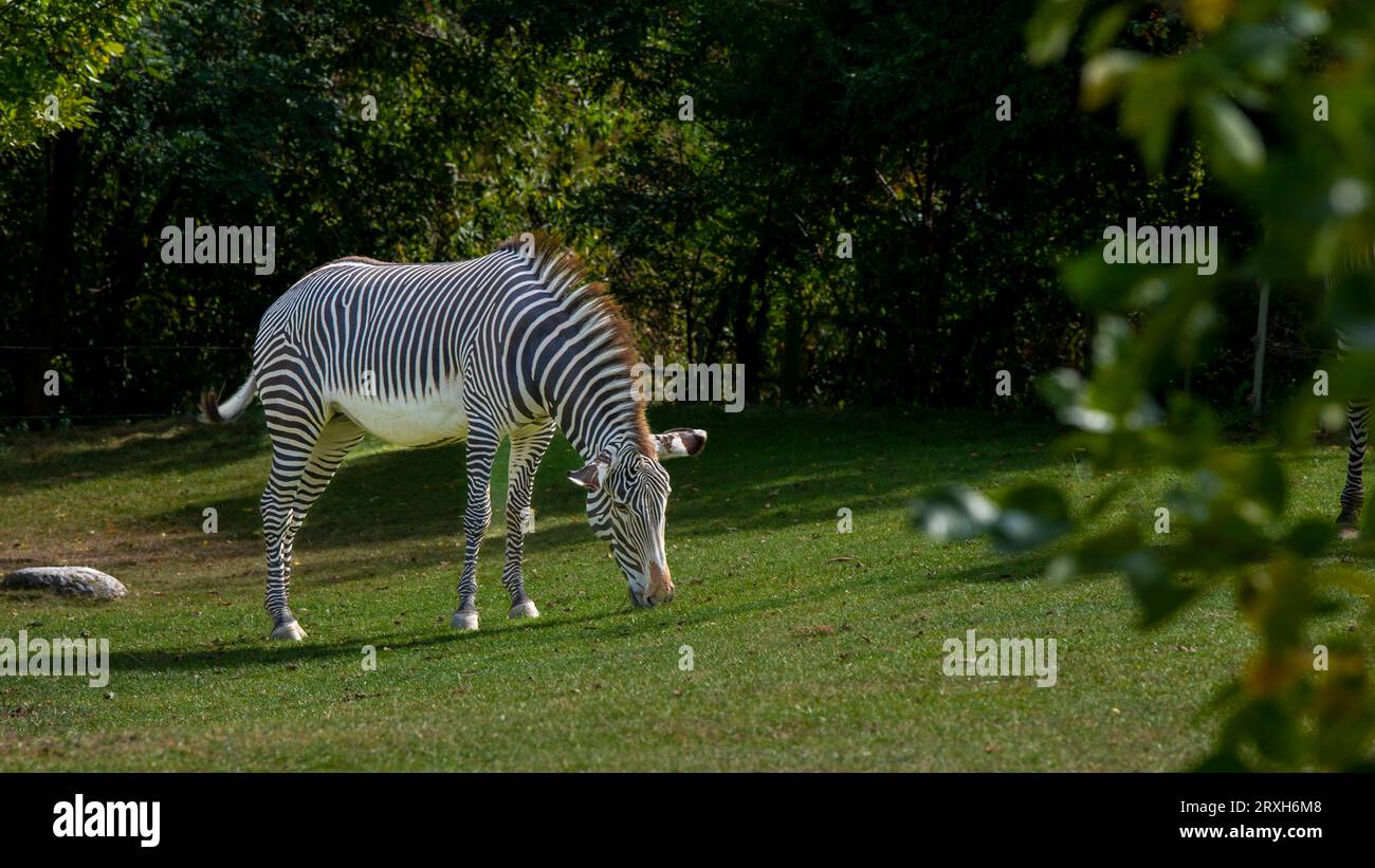 Toronto zoo zebra hi-res stock photography and images - Alamy