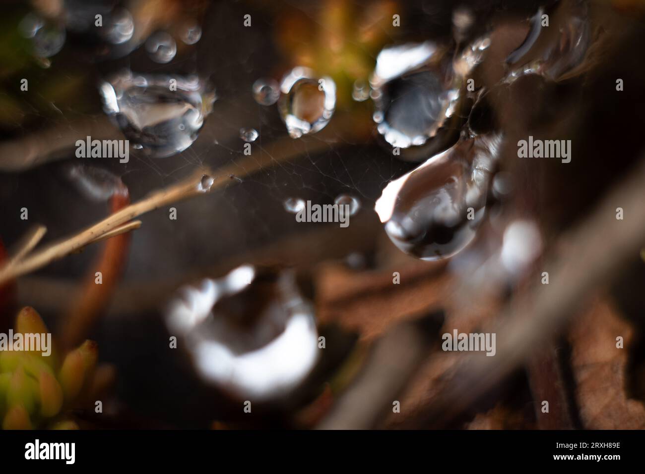 water drops on spider web Stock Photo