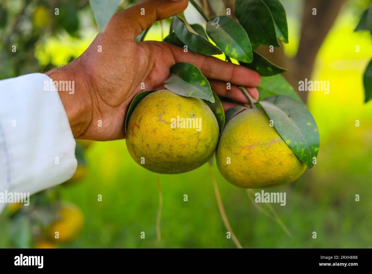 Capture of riped bunch of orange fruit on hand. Orange Fruit isolated on hand. Orange bunch on hand against fruits tree background. Orange garden. Ora Stock Photo