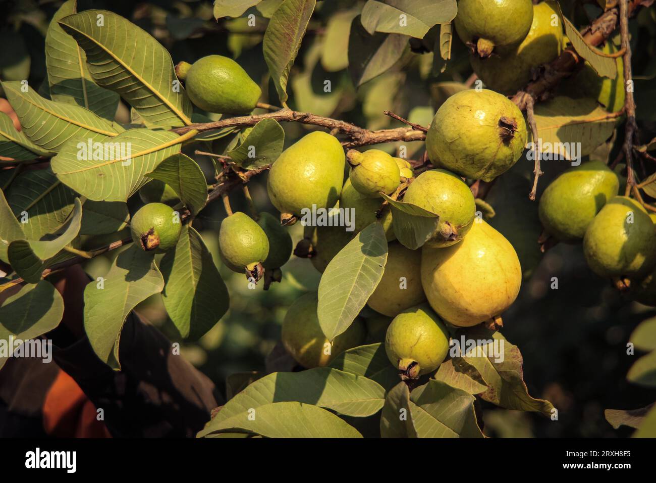 Capture of guavas hanging on the tree's branch. Hanging guava fruit