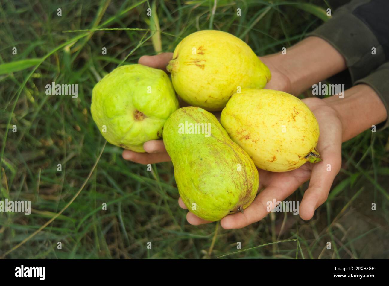 Close up of riped guava fruit bunch isolated on gardener hand. Guava