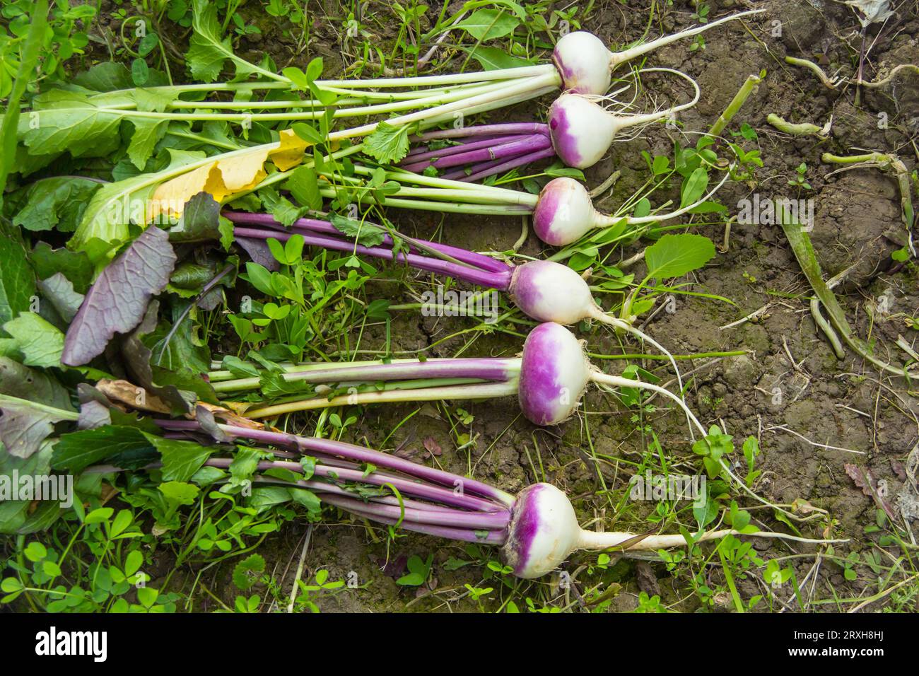 Pakistani turnip hires stock photography and images Alamy