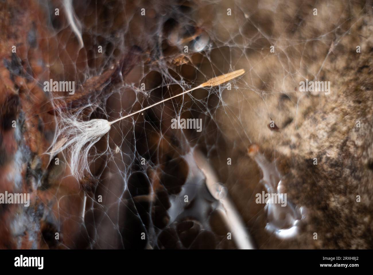water drops on spider web Stock Photo