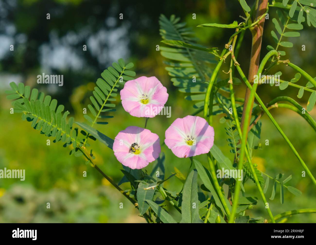 Catalyseur Compatible Peugeot, Citroën, DS 1.2 VTi/PureTech - Euro 5/6, Ref SC57734