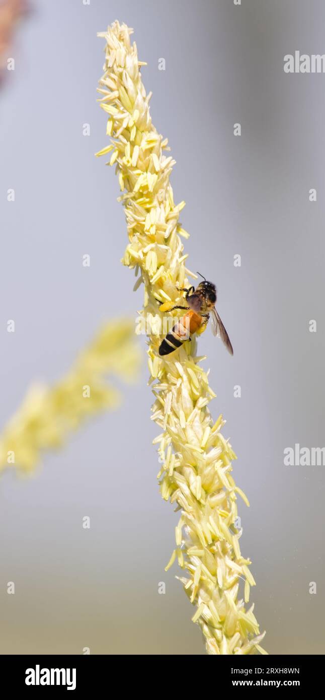 Honey bee flying and collecting nectar on corn grass. Flying Honey Bee collecting pollen on yellow corn grass seed. Flying Working Honey Bee collectin Stock Photo