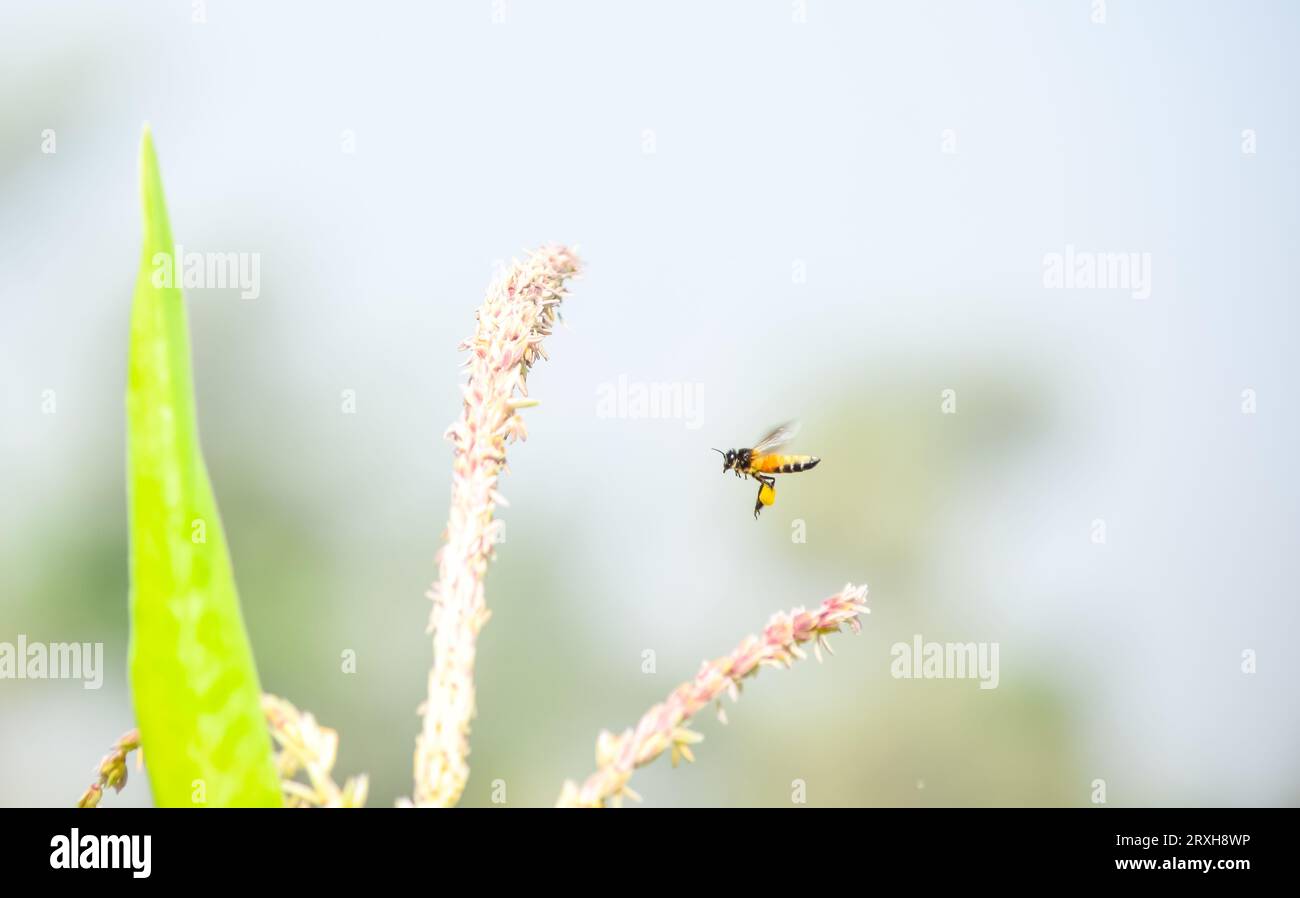 Honey bee flying and collecting nectar on corn grass. Flying Honey Bee collecting pollen on