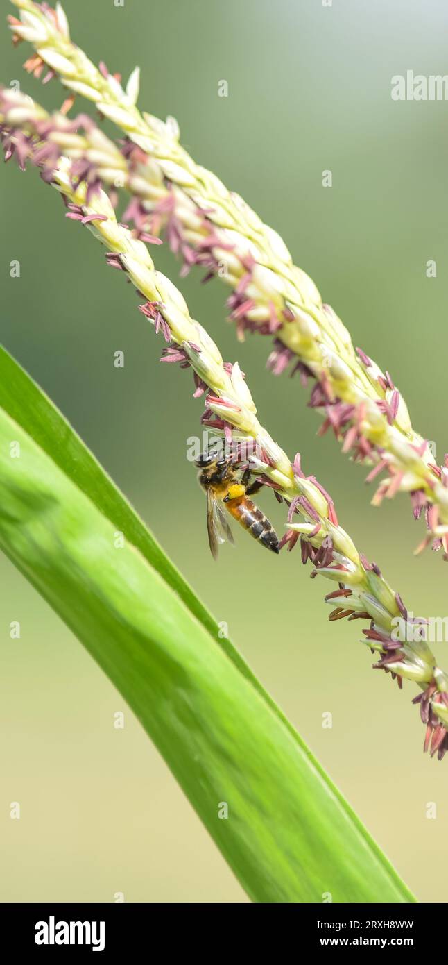 Honey bee flying and collecting nectar on corn grass. Flying Honey Bee collecting pollen on yellow corn grass seed. Flying Working Honey Bee collectin Stock Photo