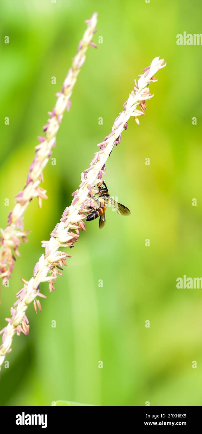 Honey bee flying and collecting nectar on corn grass. Flying Honey Bee collecting pollen on
