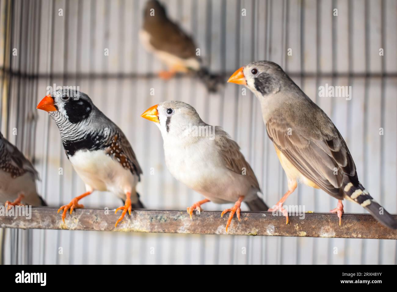 A high angle shot of zebra finch birds sitting in Cage in market for