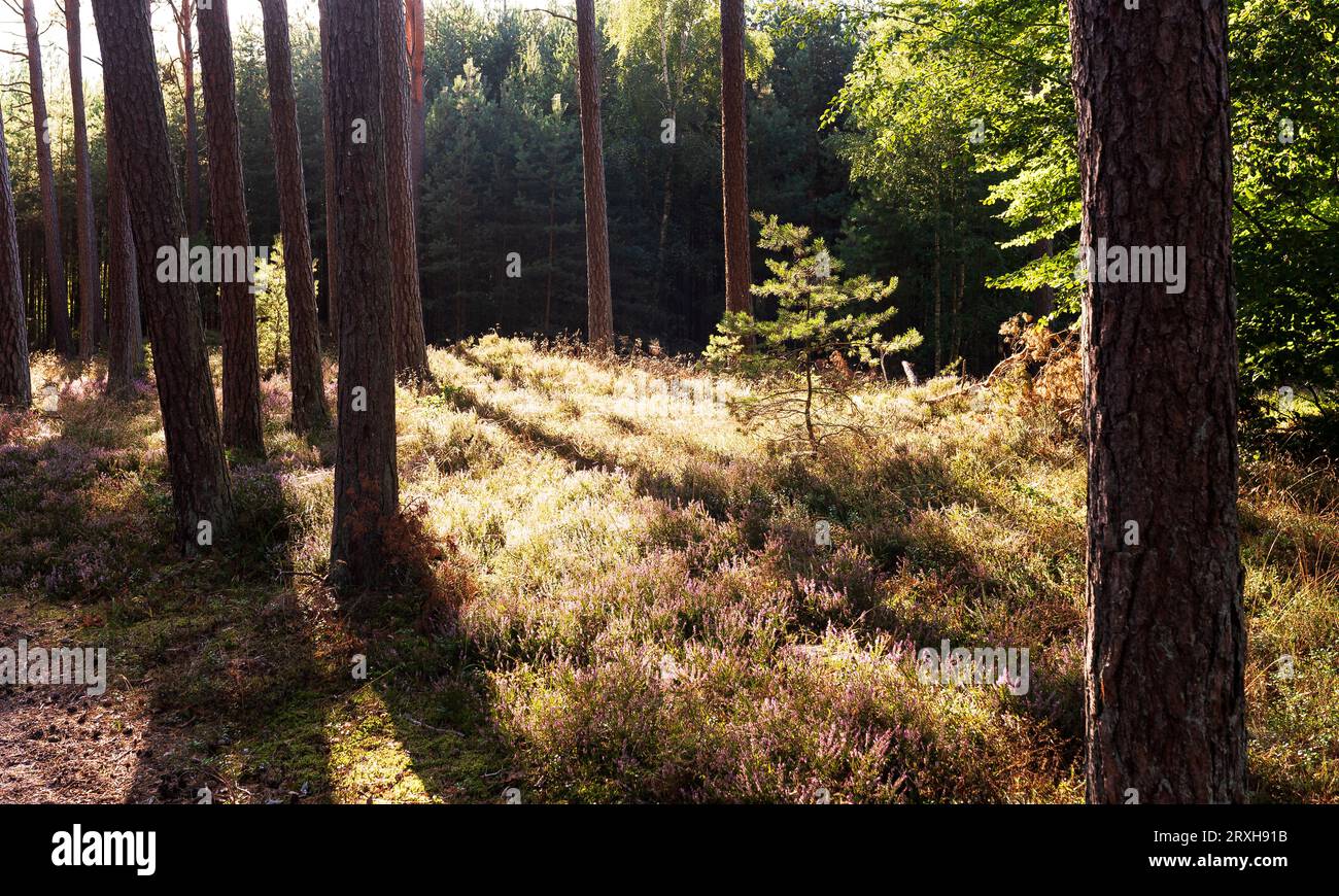 Sunny morning in magical summer hi-res stock photography and images - Alamy