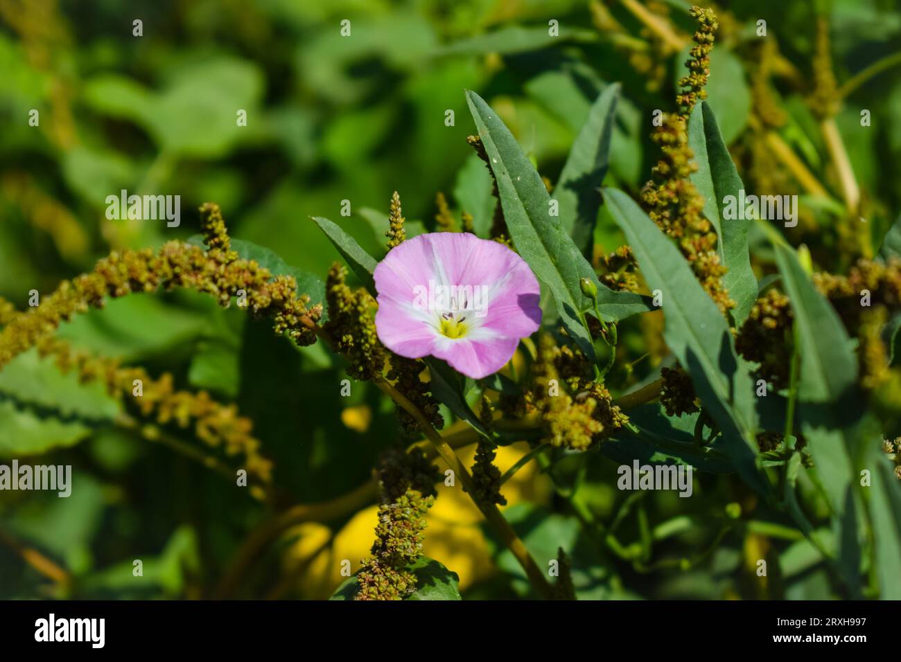 European bindweed or Creeping Jenny or Possession vine herbaceous perennial plant with open and closed white flowers surrounded with dense green leave Stock Photo