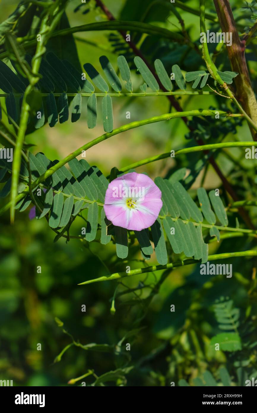 European bindweed or Creeping Jenny or Possession vine herbaceous perennial plant with open and closed white flowers surrounded with dense green leave Stock Photo