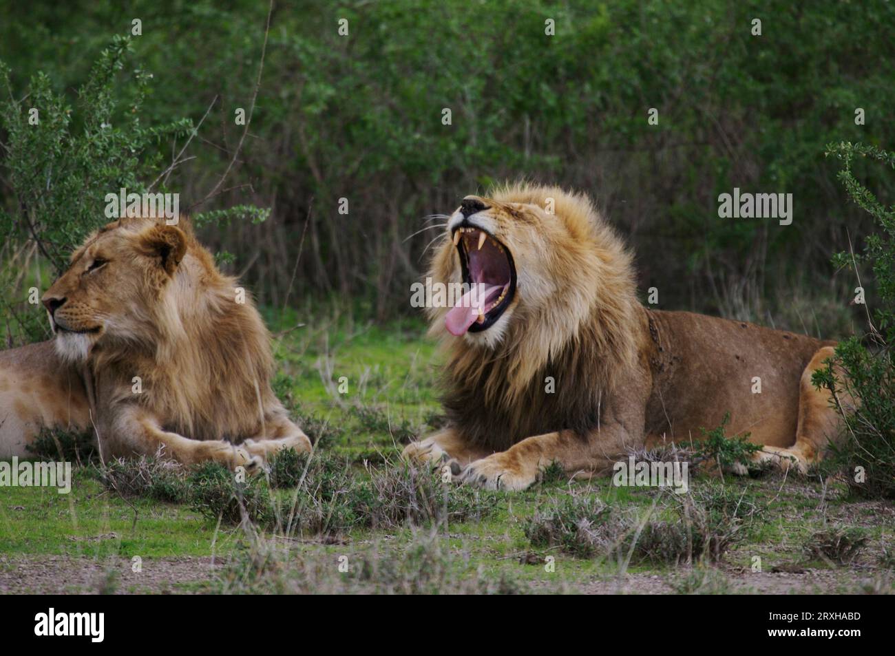 Pair male lions panthera hi-res stock photography and images - Alamy