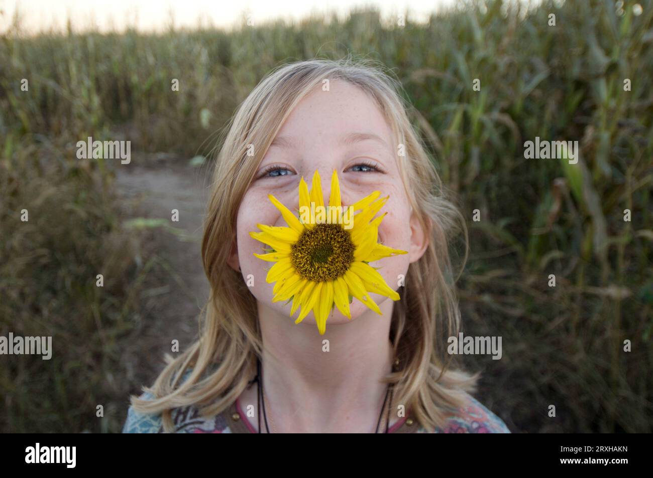 Young girl plays with a sunflower (Helianthus annuus) in a farm field; Roca, Nebraska, United States of America Stock Photo