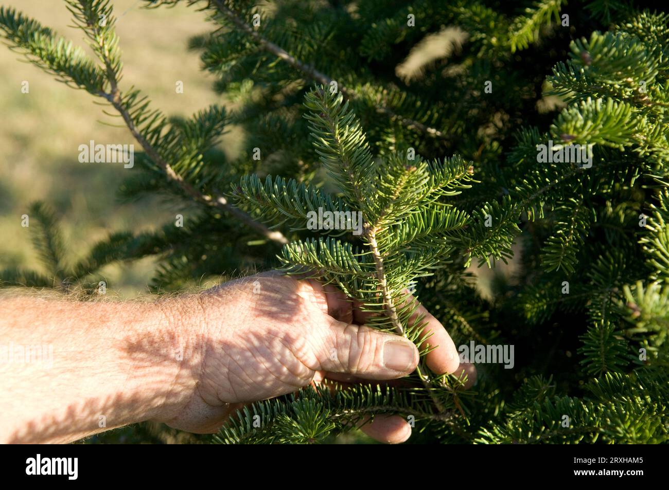 Man's hand holding a branch of a Canaan fir tree (Abies balsamea var. phanerolepis) at a tree farm; Blue Hill, Nebraska, United States of America Stock Photo