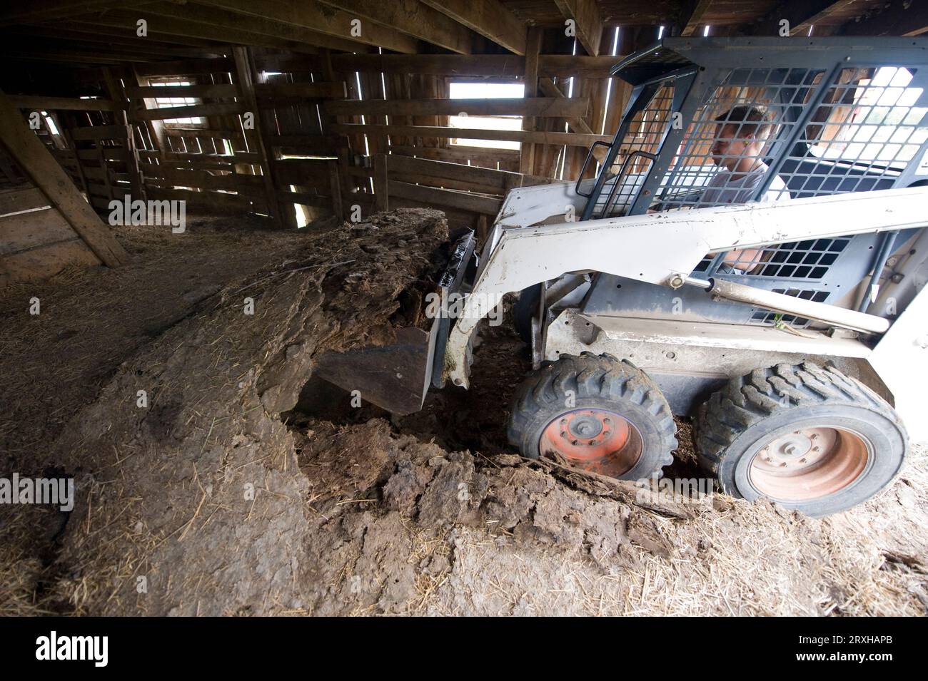 Man uses machinery to clean old manure out of a barn; Dunbar, Nebraska, United States of America Stock Photo