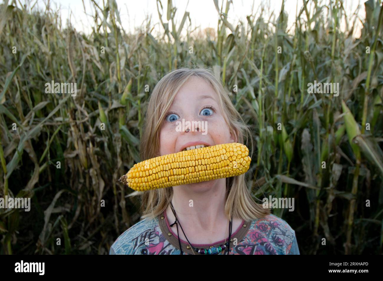 Young girl with wide blue eyes holds a cob of corn in her mouth in a cornfield; Roca, Nebraska, United States of America Stock Photo