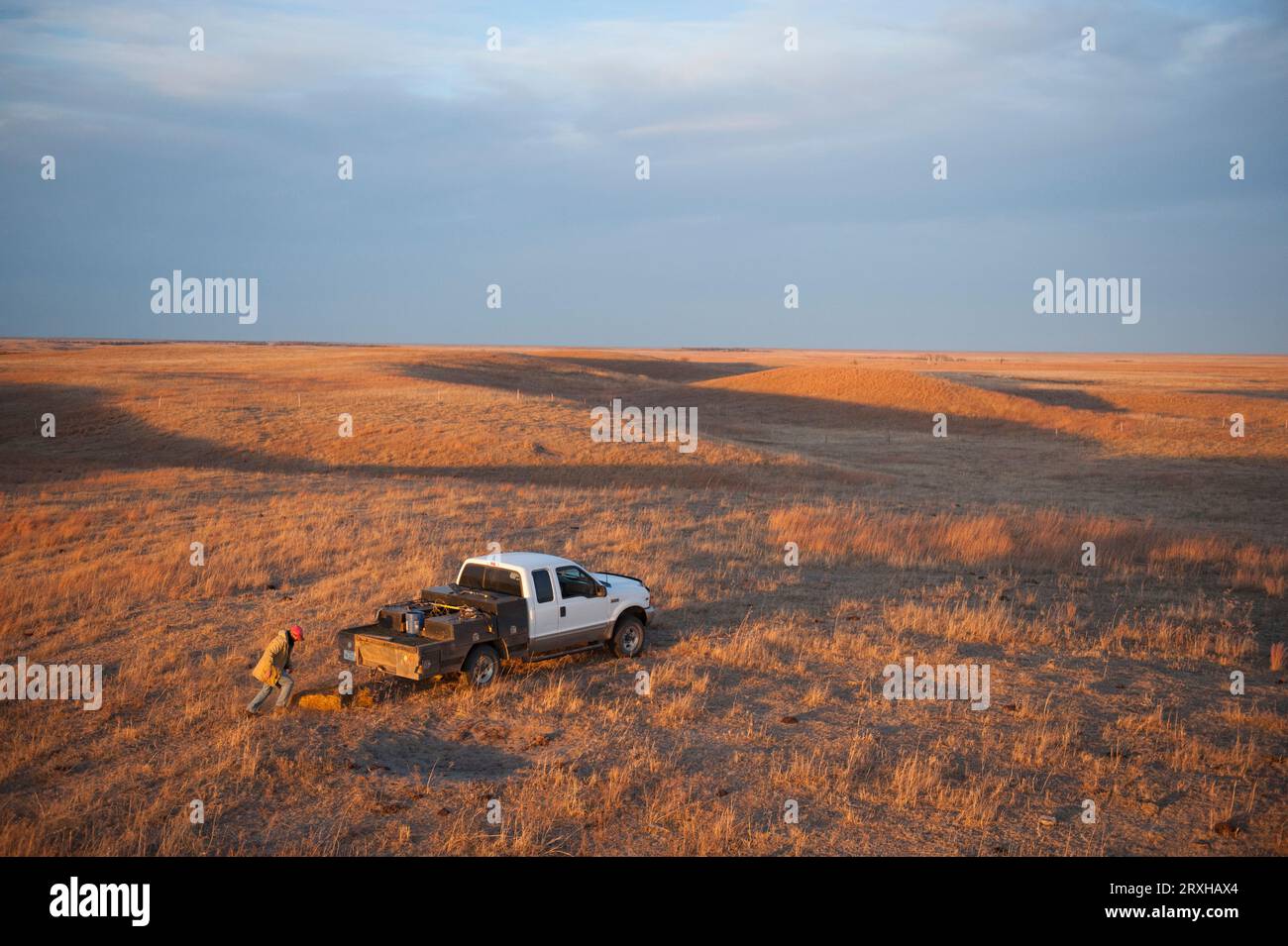 Rancher puts out a hay bale for grazing his ranch in Nebraska, USA ...