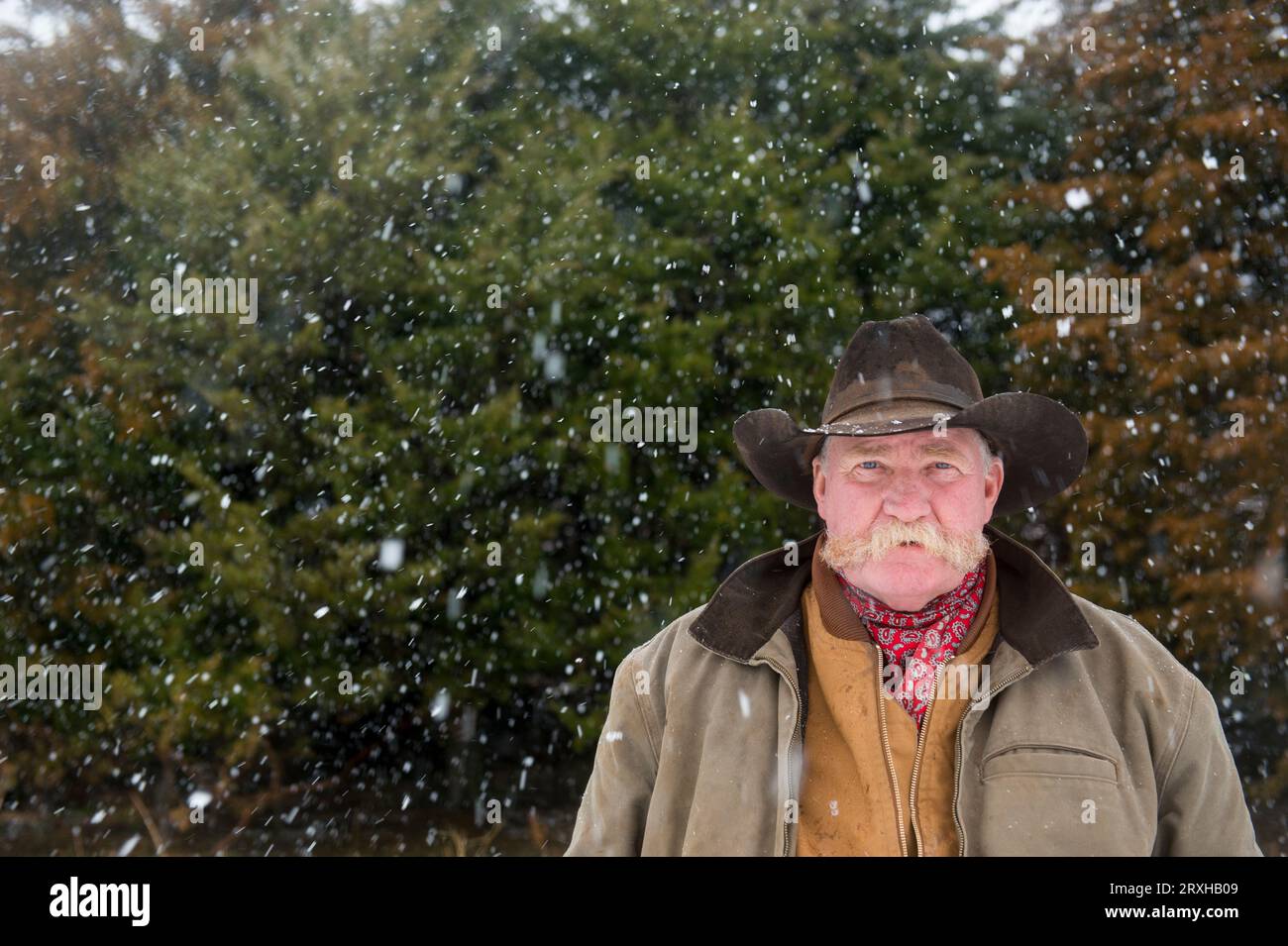 Portrait of a man in a cowboy hat standing in front of evergreen trees during a snowfall; Burwell, Nebraska, United States of America Stock Photo
