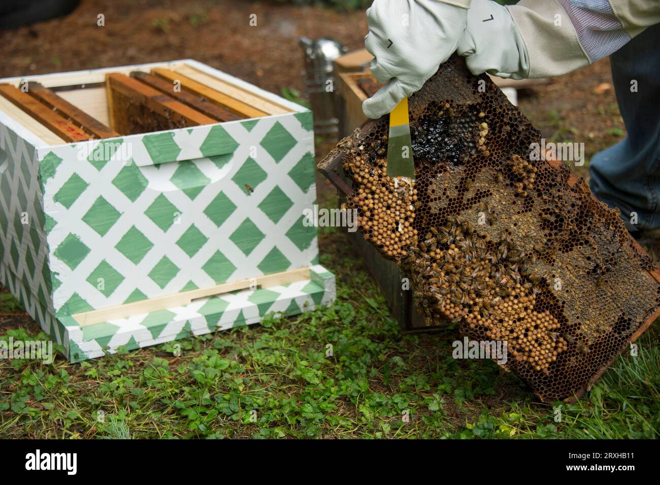 Beekeeper working with bee hives; Lincoln, Nebraska, United States of America Stock Photo
