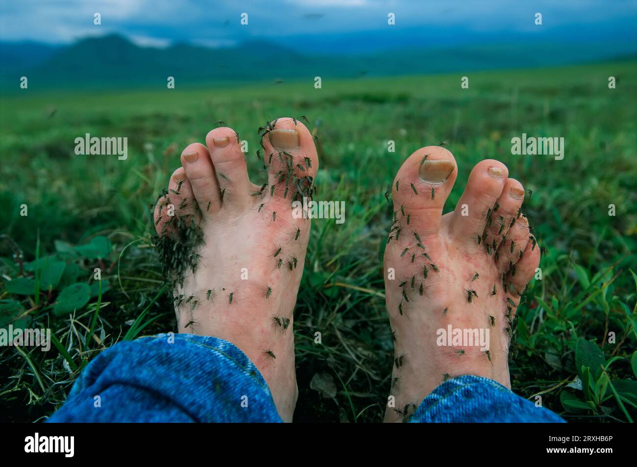Feet covered with mosquitoes in Alaska's North Slope area; North Slope, Alaska, United States of America Stock Photo