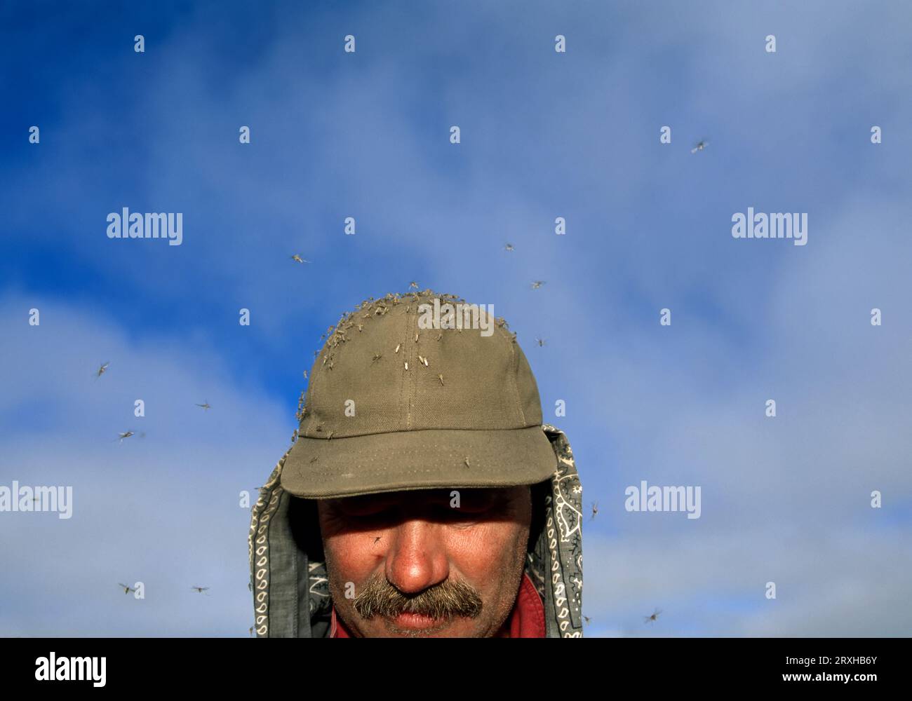 Huge mosquitoes swarm around the head and hat of a zoologist; North Slope, Alaska, United States of America Stock Photo