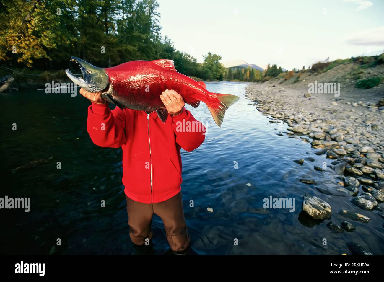 A fisherman displays his sockeye salmon catch Stock Photo Alamy