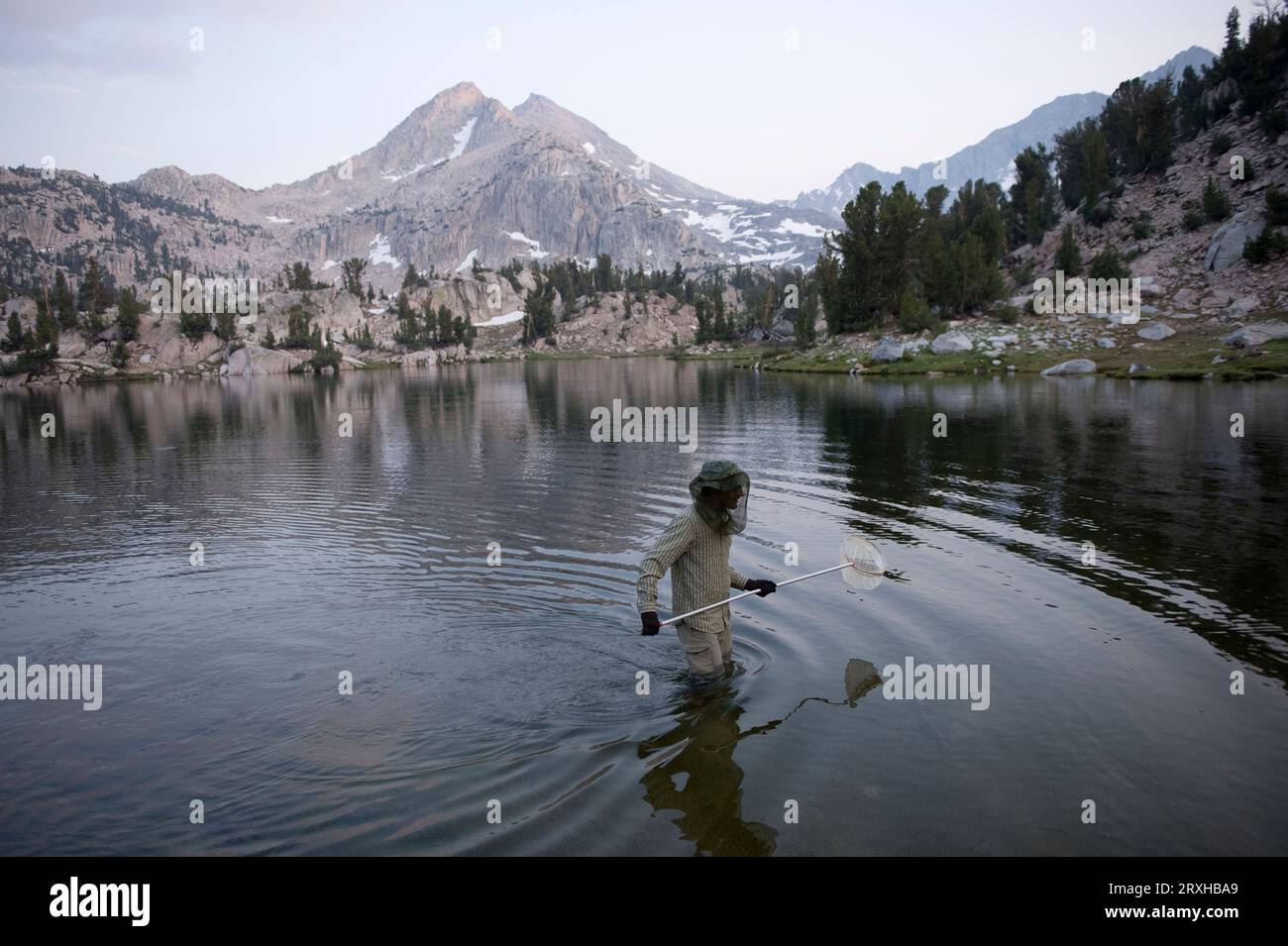 Man uses a net to catch fish at Sixty Lake Basin, Kings Canyon National Park, California, USA; California, United States of America Stock Photo