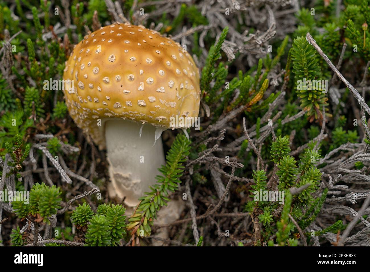 Close-up view of an Amanita (Amanitaceae) mushroom amongst the greenery of the tundra subshrubs; Yukon, Canada Stock Photo