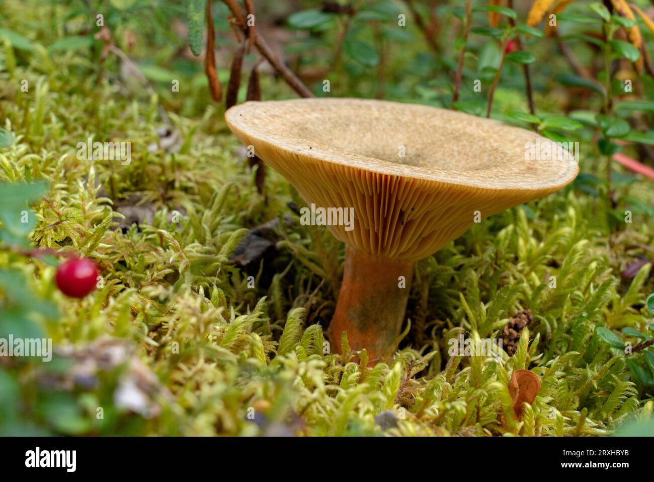 Mushroom (Hygrophoropsidaceae) in the underbrush of the Yukon forest; Yukon, Canada Stock Photo