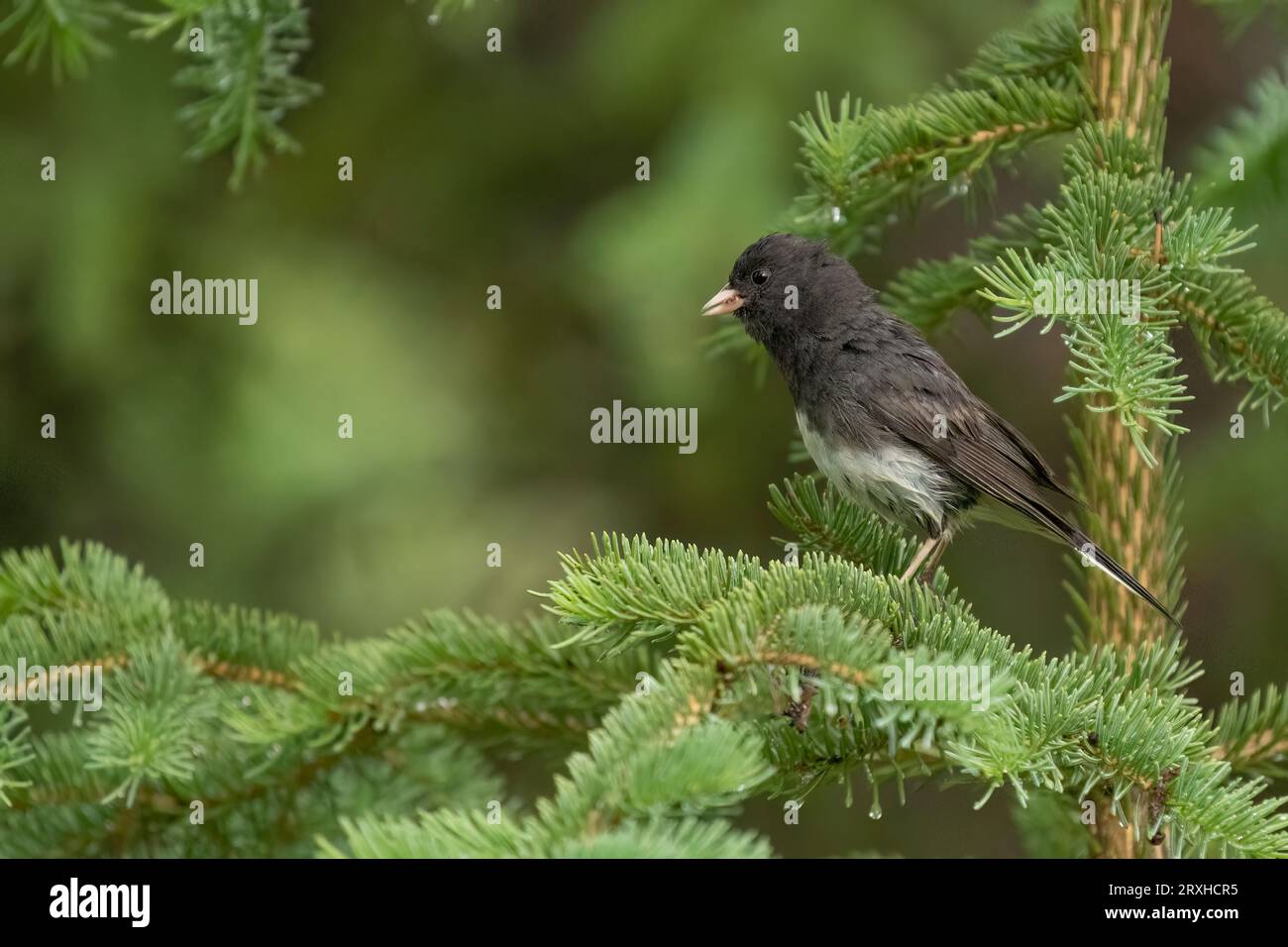 Small black bird perched in a tree; Yukon, Canada Stock Photo