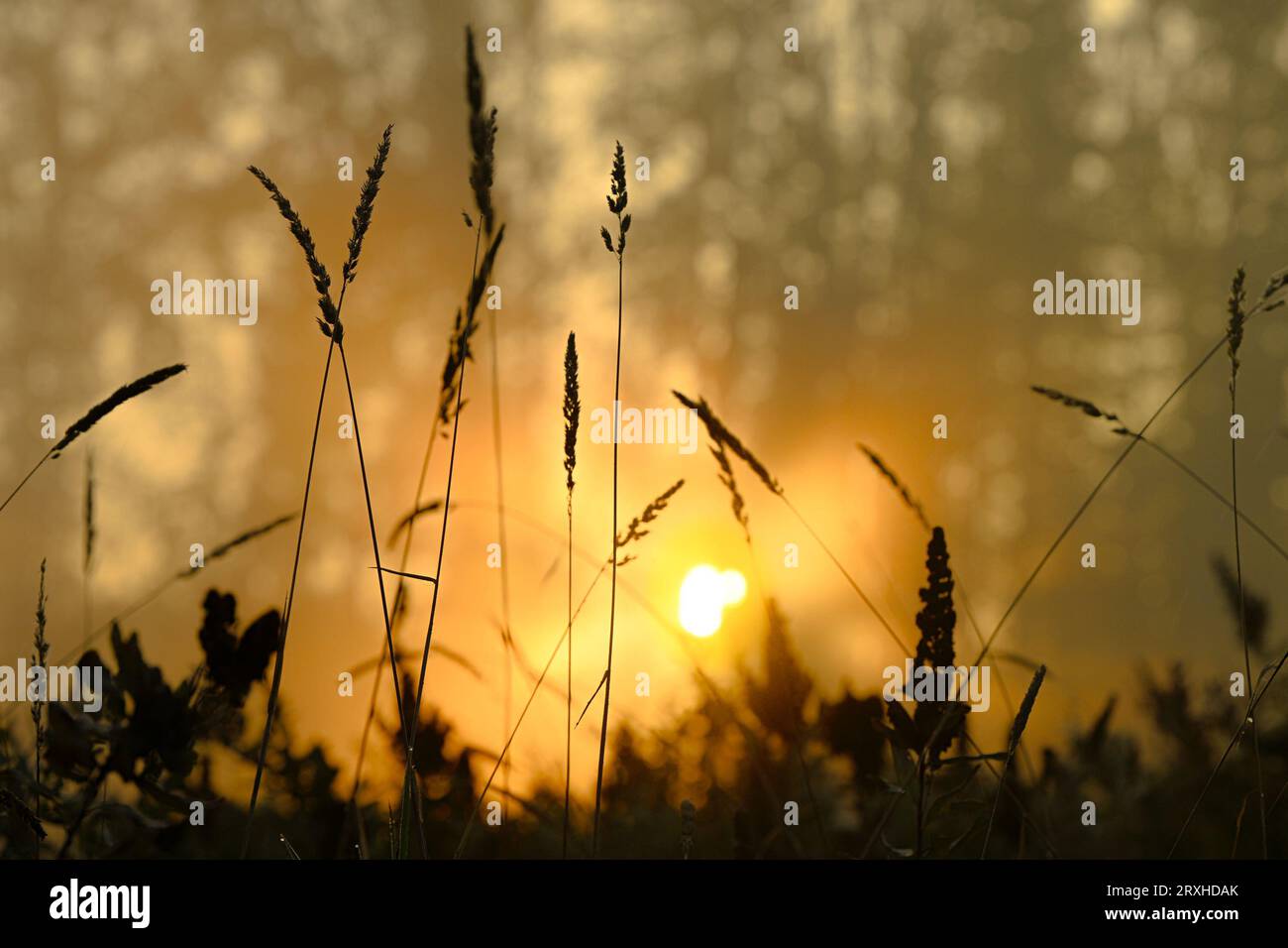 Grasses at sunrise, Deer Lake Park, Burnaby, British Columbia, Canada Stock Photo
