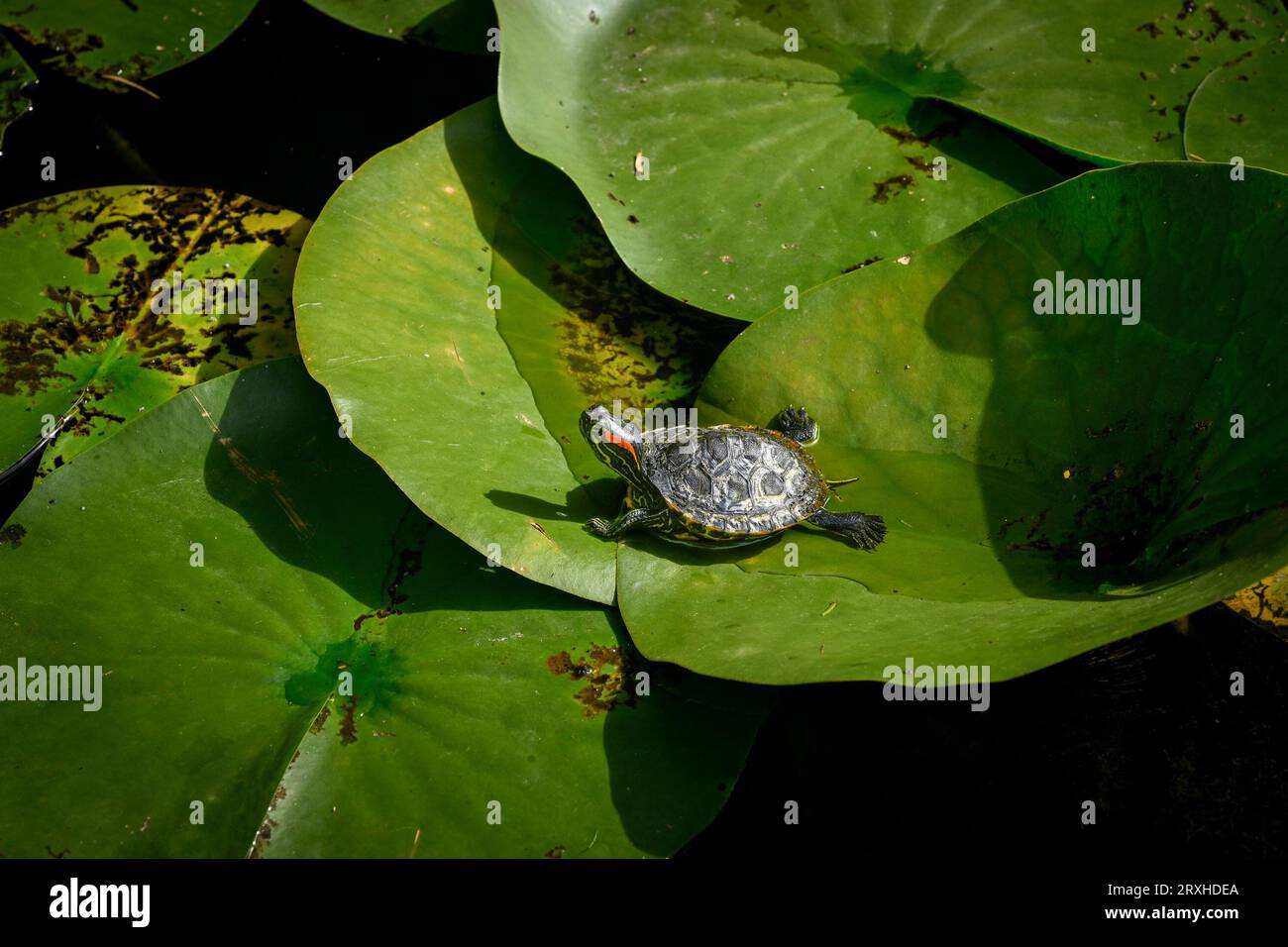 Red-eared slider, red-eared terrapin, Trachemys scripta elegans on lily pad. Stock Photo