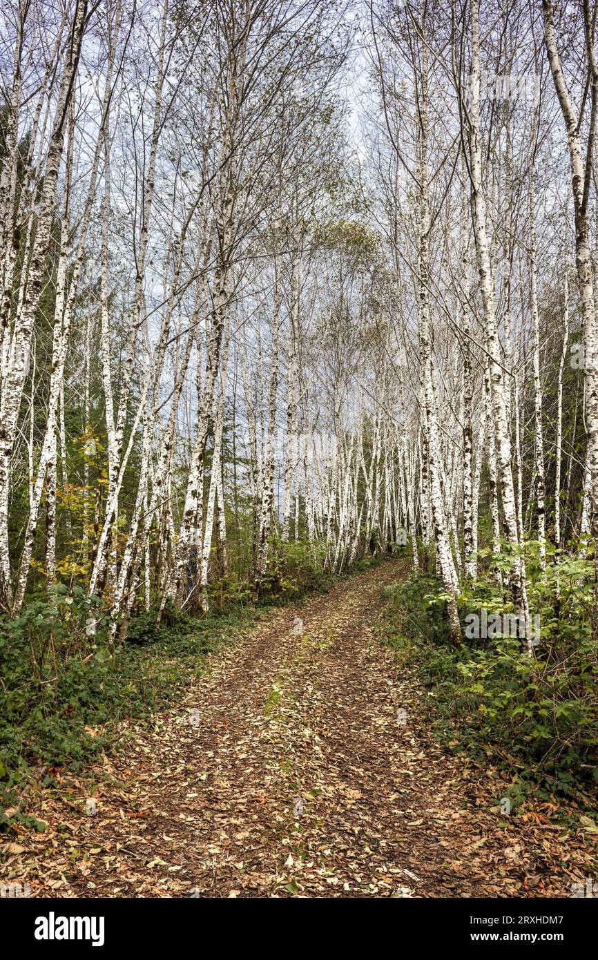 Birch lined and leaf covered dirt road in Olympic National Forest