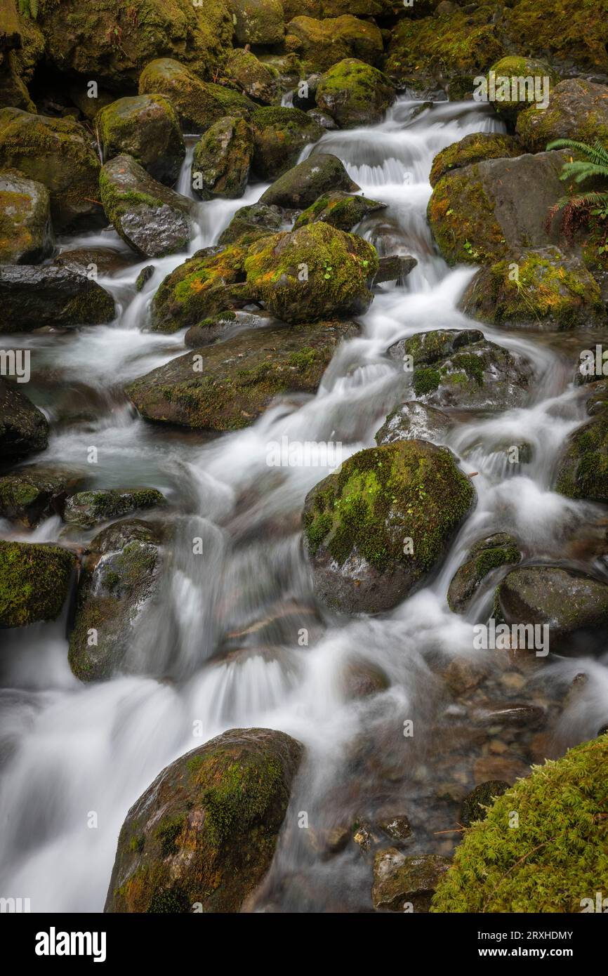 Long Exposure of the rushing water, rocks, and moss of Bunch Falls near Lake Quinault in the Olympic National Forest Stock Photo