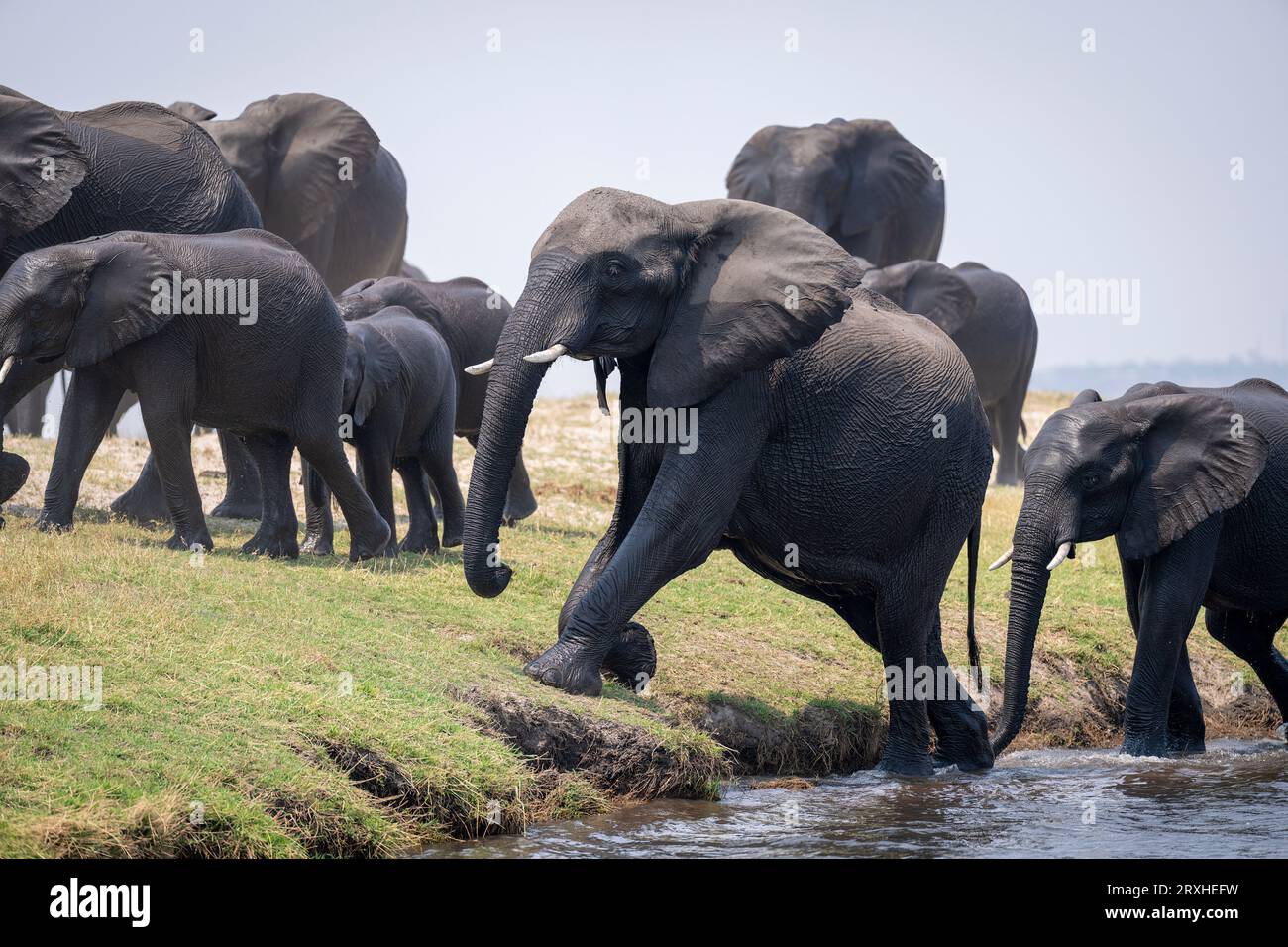 African bush elephants (Loxodonta africana) climbing out of a river in Chobe National Park; Chobe, Botswana Stock Photo