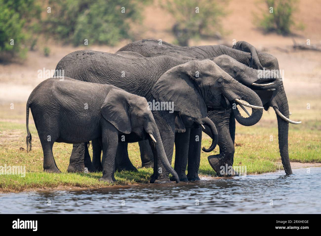 African bush elephant herd drinks from riverbank Stock Photo - Alamy