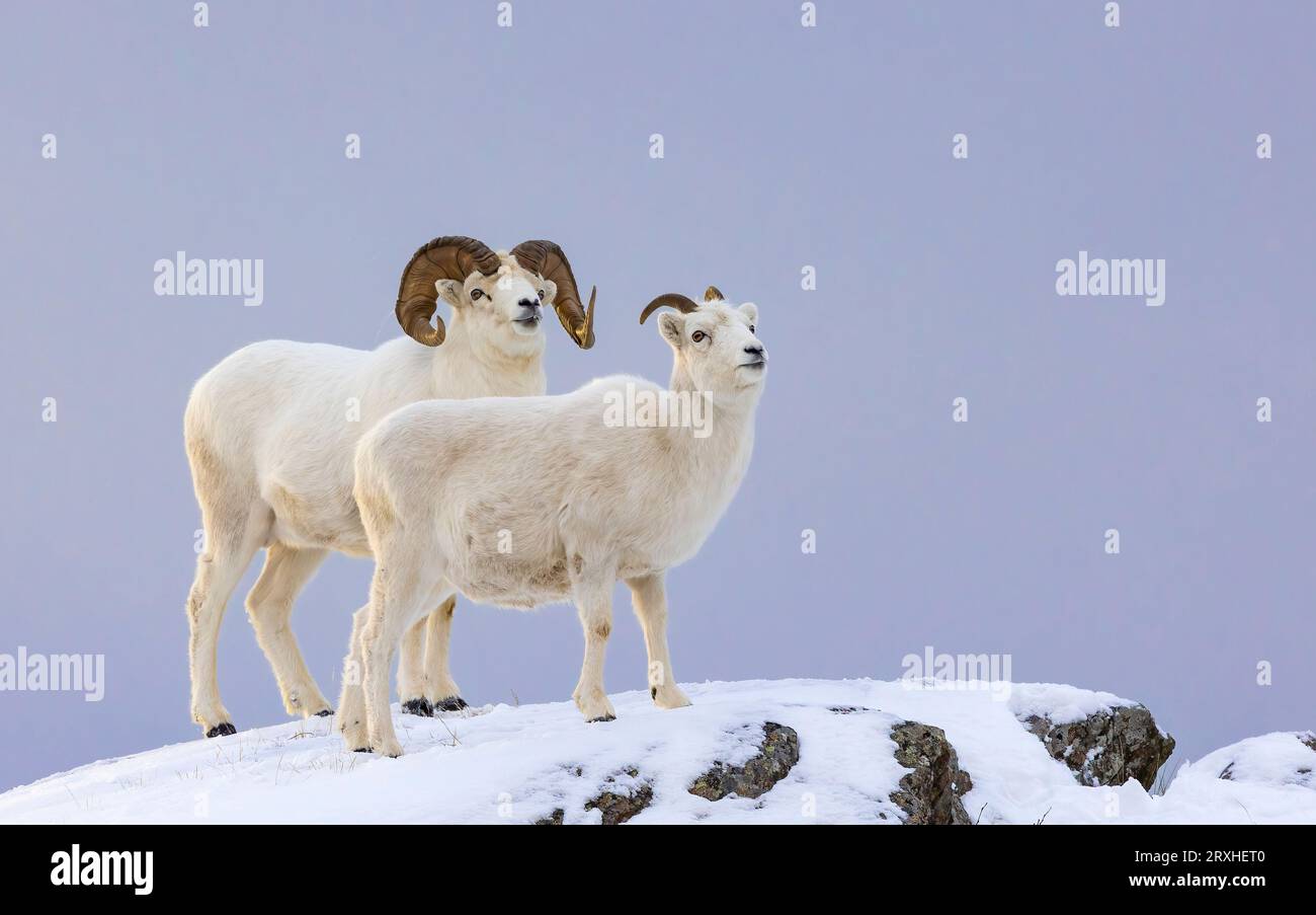 Male and female Bighorn sheep (Ovis canadensis) standing on a snowy ...